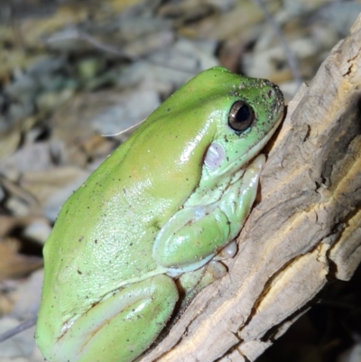 Unidentified Frog at Durack, WA - 26 Sep 2022 by AaronClausen