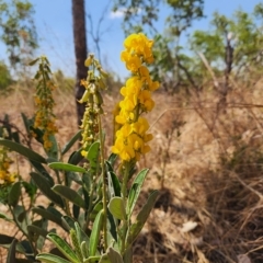 Crotalaria novae-hollandiae at Durack, WA - 26 Sep 2022 by AaronClausen