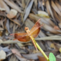 Unidentified Dragonfly (Anisoptera) at Durack, WA - 26 Sep 2022 by AaronClausen