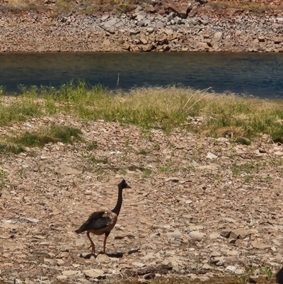 Anseranas semipalmata (Magpie Goose) at Lake Argyle, WA - 22 Sep 2022 by AaronClausen