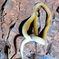 Dendrelaphis punctulatus (Green Tree Snake) at Kununurra, WA - 20 Sep 2022 by AaronClausen