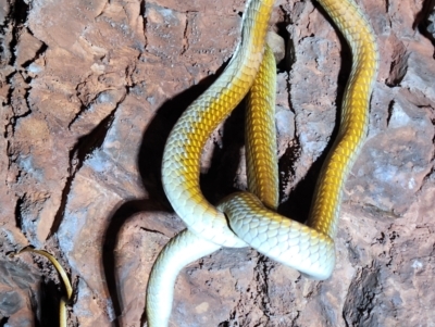 Dendrelaphis punctulatus (Green Tree Snake) at Kununurra, WA - 20 Sep 2022 by AaronClausen