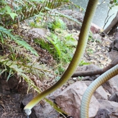 Dendrelaphis punctulatus (Green Tree Snake) at Kununurra, WA - 21 Sep 2022 by AaronClausen