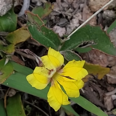 Goodenia hederacea subsp. hederacea (Ivy Goodenia, Forest Goodenia) at Fadden, ACT - 21 Feb 2023 by KumikoCallaway