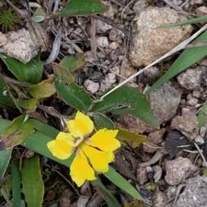 Goodenia hederacea subsp. hederacea at Fadden, ACT - 22 Feb 2023