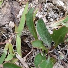 Goodenia hederacea subsp. hederacea at Fadden, ACT - 22 Feb 2023