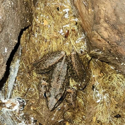 Unidentified Frog at Kununurra, WA - 20 Sep 2022 by AaronClausen