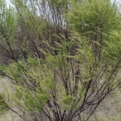 Cassinia sifton (Sifton Bush, Chinese Shrub) at Fadden, ACT - 21 Feb 2023 by KumikoCallaway