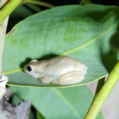 Unidentified Frog at Kununurra, WA - 19 Sep 2022 by AaronClausen