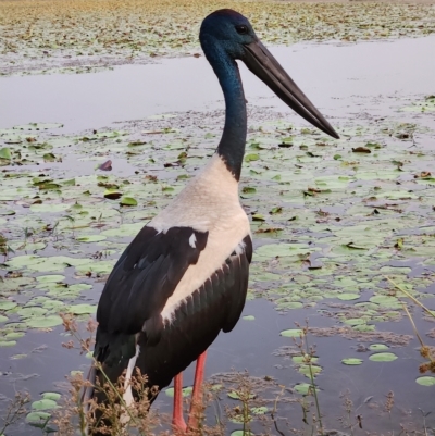 Ephippiorhynchus asiaticus (Black-necked Stork) at Kununurra, WA - 19 Sep 2022 by AaronClausen