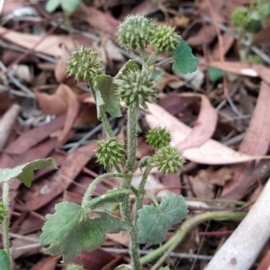 Hydrocotyle laxiflora at Fadden, ACT - 22 Feb 2023 10:45 AM