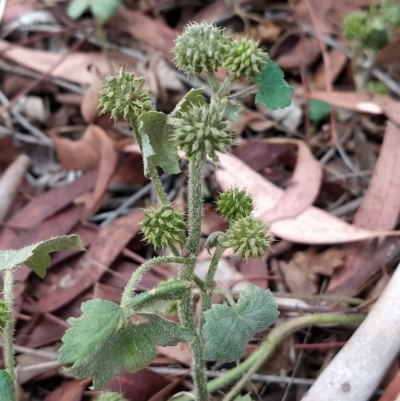 Hydrocotyle laxiflora (Stinking Pennywort) at Wanniassa Hill - 21 Feb 2023 by KumikoCallaway