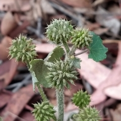 Hydrocotyle laxiflora at Fadden, ACT - 22 Feb 2023 10:45 AM