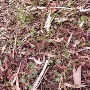 Hydrocotyle laxiflora at Fadden, ACT - 22 Feb 2023 10:45 AM