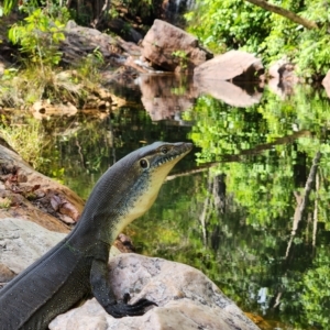 Varanus mertensi at Litchfield Park, NT - suppressed