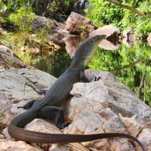 Varanus mertensi at Litchfield Park, NT - suppressed