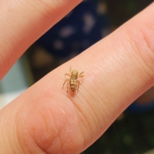 Cosmophasis sp. (genus) at Howard Springs, NT - 7 Sep 2022 01:30 PM