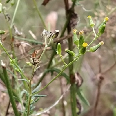 Senecio sp. (A Fireweed) at Fadden, ACT - 21 Feb 2023 by KumikoCallaway