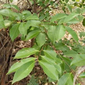 Prunus serotina at Fadden, ACT - 22 Feb 2023 10:12 AM