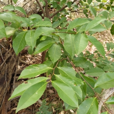 Prunus serotina (Black Cherry) at Fadden, ACT - 22 Feb 2023 by KumikoCallaway