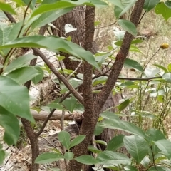 Prunus serotina at Fadden, ACT - 22 Feb 2023 10:12 AM