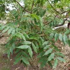 Pistacia chinensis (Chinese Pistachio) at Wanniassa Hill - 21 Feb 2023 by KumikoCallaway