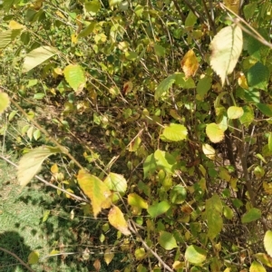 Ulmus procera at Fadden, ACT - 22 Feb 2023