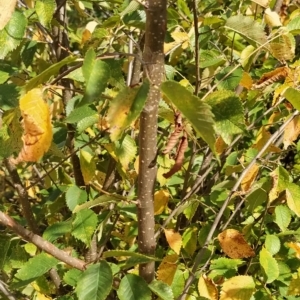 Ulmus procera at Fadden, ACT - 22 Feb 2023