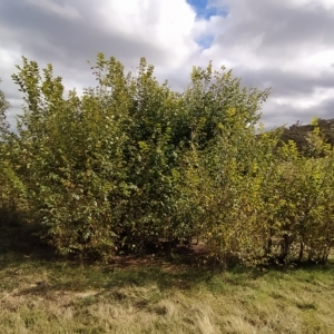 Ulmus procera at Fadden, ACT - 22 Feb 2023 09:41 AM