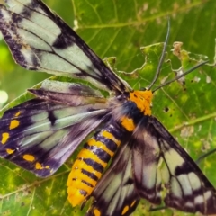 Unidentified Moth (Lepidoptera) at Kakadu National Park - 19 Aug 2022 by AaronClausen