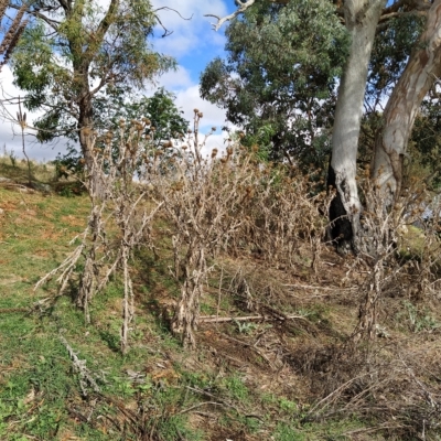 Onopordum acanthium (Scotch Thistle) at Fadden, ACT - 22 Feb 2023 by KumikoCallaway