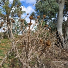 Onopordum acanthium at Fadden, ACT - 22 Feb 2023 09:42 AM