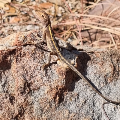 Diporiphora bilineata at Kakadu, NT - 19 Aug 2022 by AaronClausen