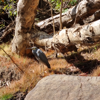 Egretta novaehollandiae (White-faced Heron) at Lansdowne, NT - 15 Aug 2022 by AaronClausen