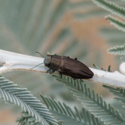 Melobasis sp. (genus) (Unidentified Melobasis jewel Beetle) at Mulligans Flat - 21 Feb 2023 by DPRees125