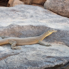 Varanus mertensi (Mertens' Water Monitor) at Lansdowne, NT - 14 Aug 2022 by AaronClausen