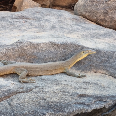 Varanus mertensi (Mertens' Water Monitor) at Lansdowne, NT - 15 Aug 2022 by AaronClausen