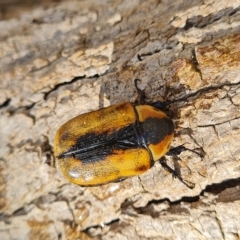 Chondropyga dorsalis (Cowboy beetle) at Wambrook, NSW - 22 Feb 2023 by Mike