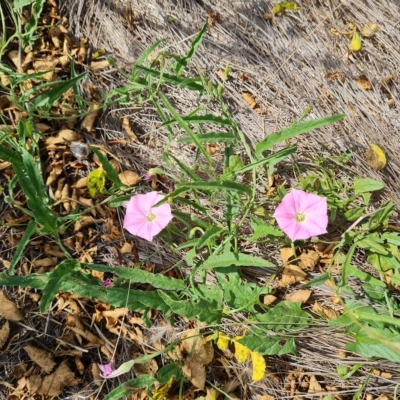 Convolvulus angustissimus (Pink Bindweed) at Wambrook, NSW - 21 Feb 2023 by Mike