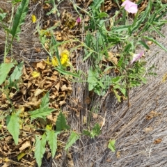 Convolvulus angustissimus at Wambrook, NSW - 21 Feb 2023