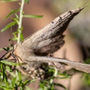 Anthela nicothoe at Cotter River, ACT - 17 Feb 2023