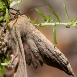 Anthela nicothoe at Cotter River, ACT - 17 Feb 2023