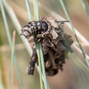 Hyalarcta huebneri at Cotter River, ACT - 17 Feb 2023