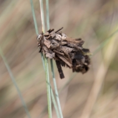 Hyalarcta huebneri at Cotter River, ACT - 17 Feb 2023 12:08 PM