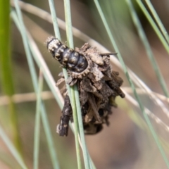 Hyalarcta huebneri at Cotter River, ACT - 17 Feb 2023