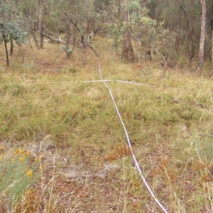 Rutidosis leptorhynchoides at Red Hill, ACT - 21 Feb 2023