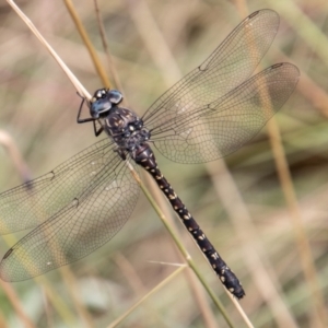 Austroaeschna multipunctata at Cotter River, ACT - 17 Feb 2023