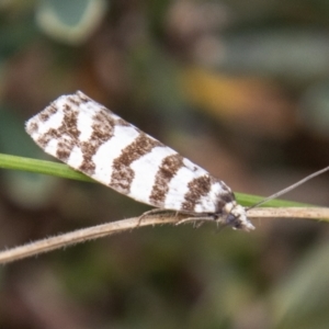 Technitis amoenana at Cotter River, ACT - 17 Feb 2023