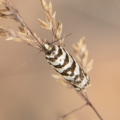 Technitis amoenana at Cotter River, ACT - 17 Feb 2023