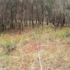 Rutidosis leptorhynchoides (Button Wrinklewort) at Red Hill, ACT - 21 Feb 2023 by MichaelMulvaney